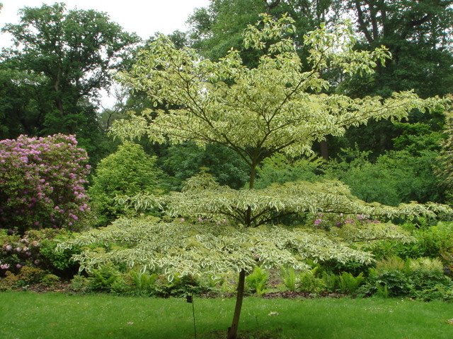 Cornus controversa 'Variegata'